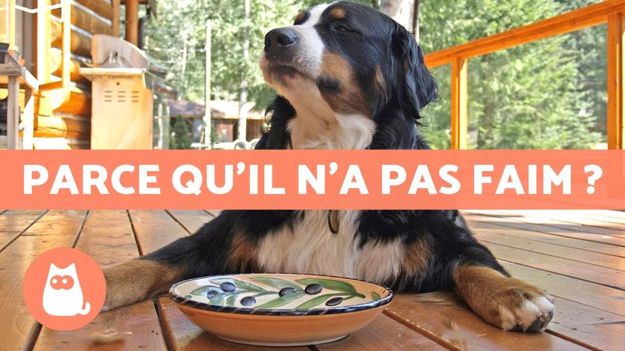 Pourquoi mon chien NE MANGE PAS ses CROQUETTES ? 🐶 (5 RAISONS)