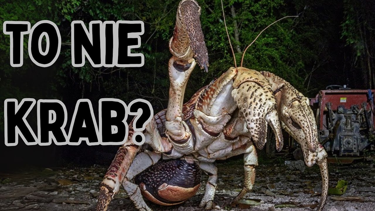 Dlaczego Ewolucja ciągle tworzy te same zwierzęta?