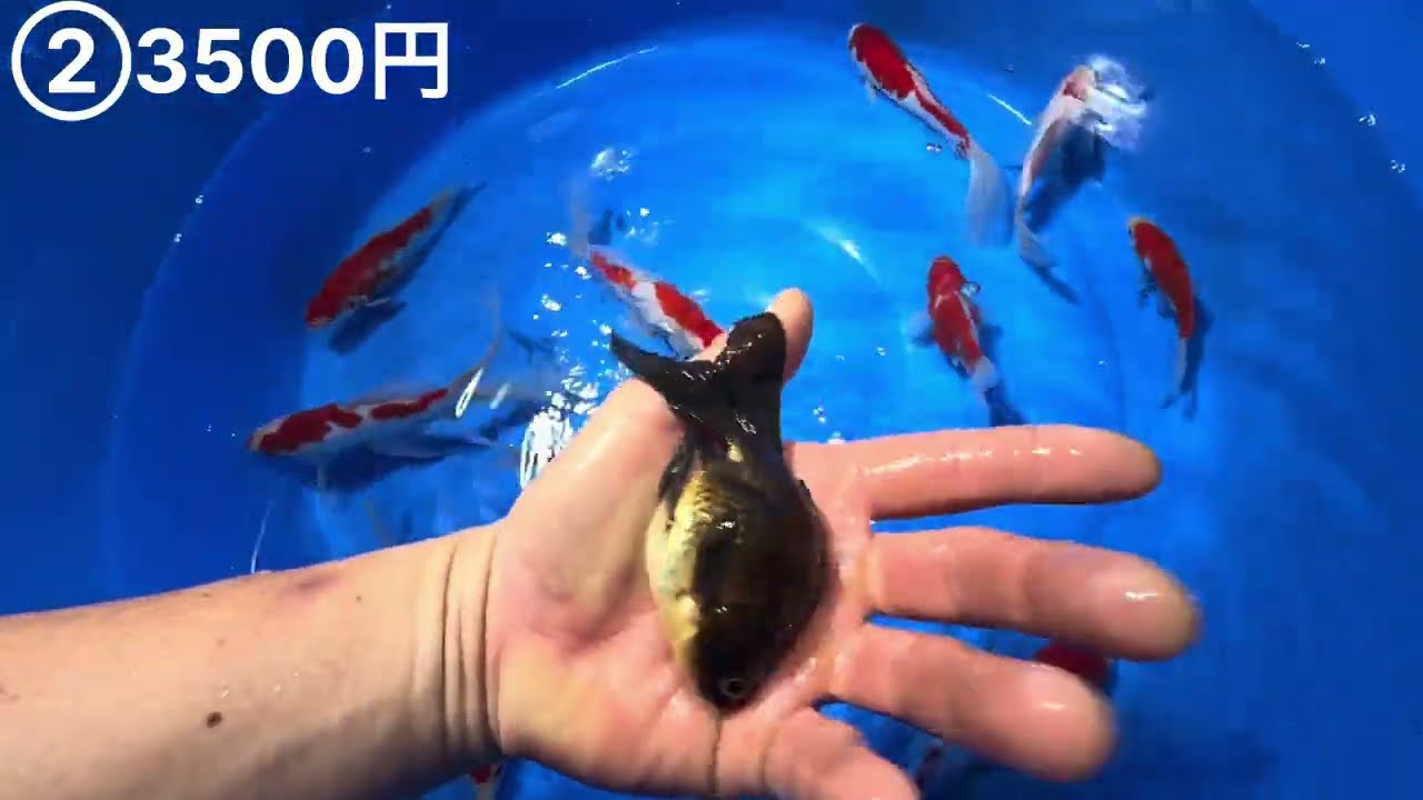 【人気の金魚】庄内金魚と玉サバ#塩田養鯉場 #koi #アクアリウム #金魚