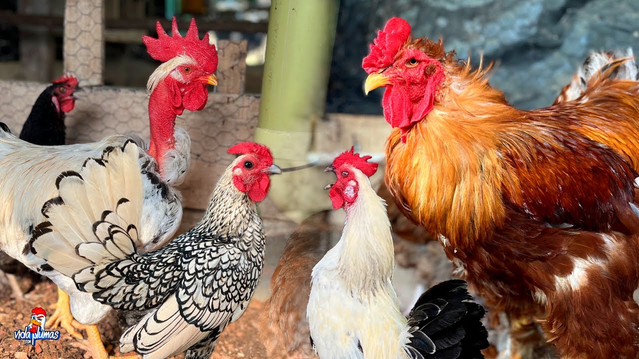 Estos son TODOS mis GALLOS 😱 ¡SON DEMASIADOS!