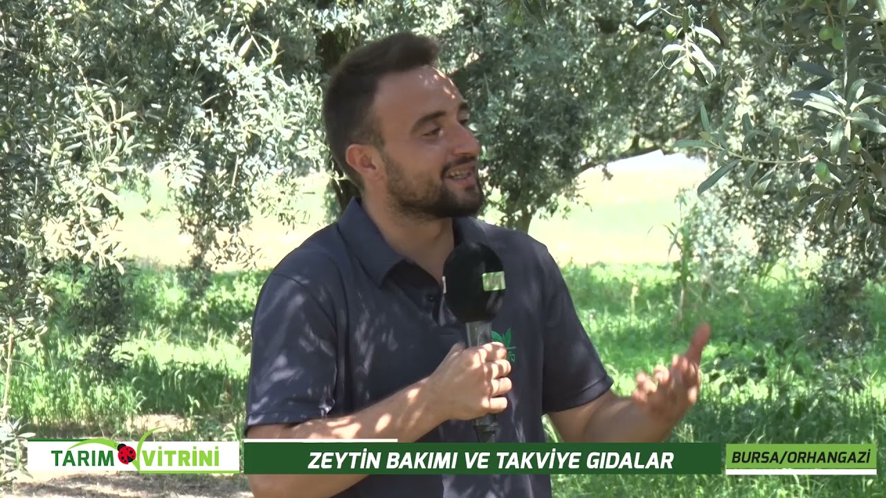 TARIM VİTRİNİ - ZEYTİN BAKIMI VE TAKVİYE GIDALAR