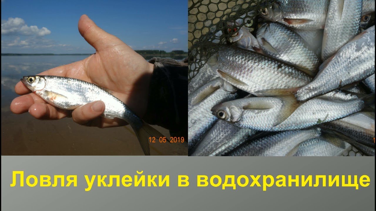 Ловля уклейки в водохранилище
