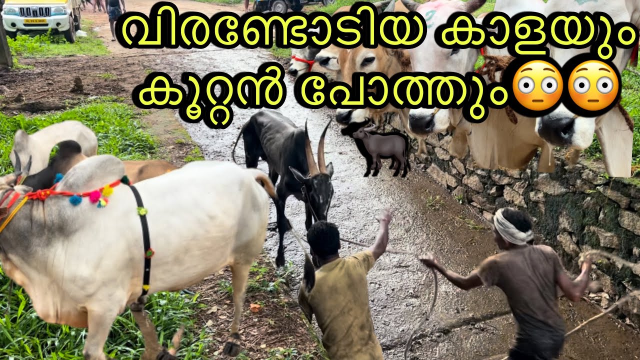 വിരണ്ടോടിയ കാളയും പോത്തും 😳