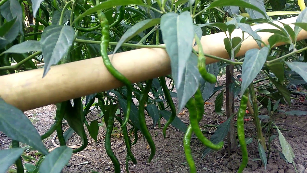 Cabe Indrapura 10 x panen