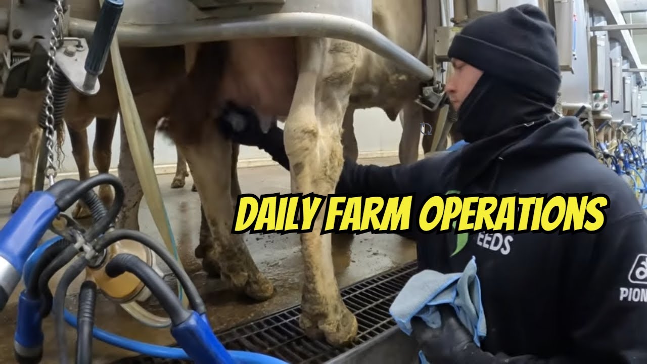 Some Of The Day To Day Operations On A Dairy Farm