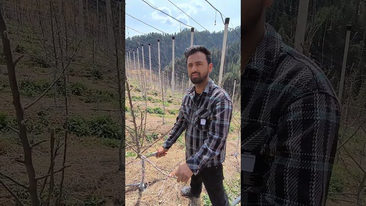 HDP | Pruning and Training in HDP Apple Orchards on M9 Rootstock | M9 रूटस्टॉक्स पर सेब की छंटाई 🍎🍏🍎