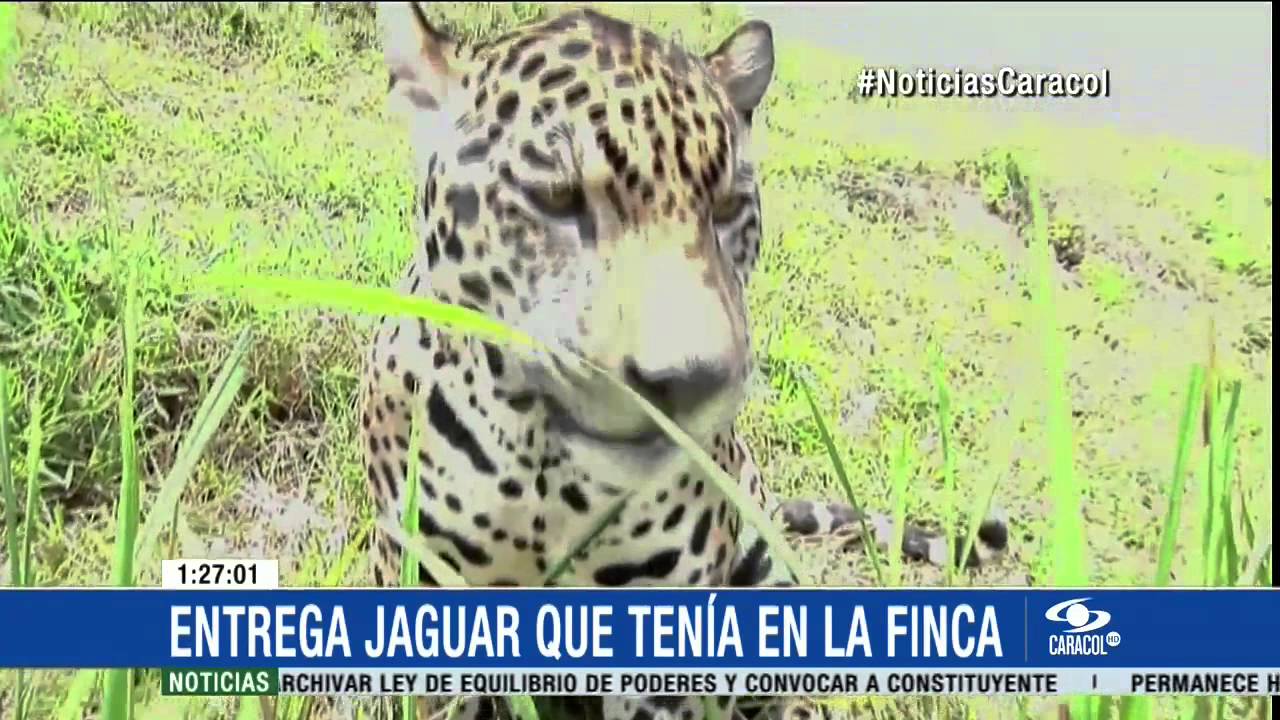 Él es Tiger, jaguar que familia tenía como mascota en Barrancabermeja - 7 de mayo de 2015