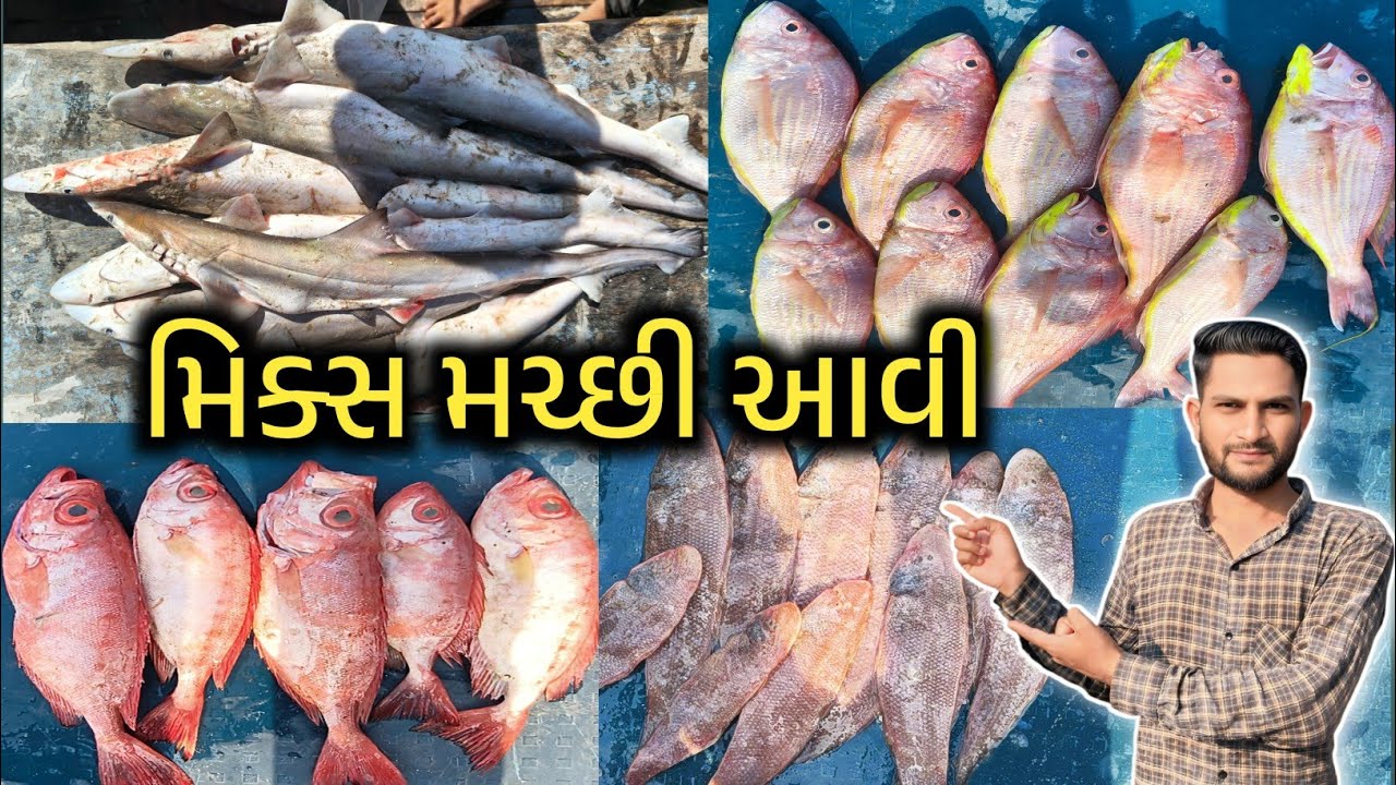 આજે તો મિક્સ મચ્છી આવી 🐟 Today A Mixed Fish Arrived 