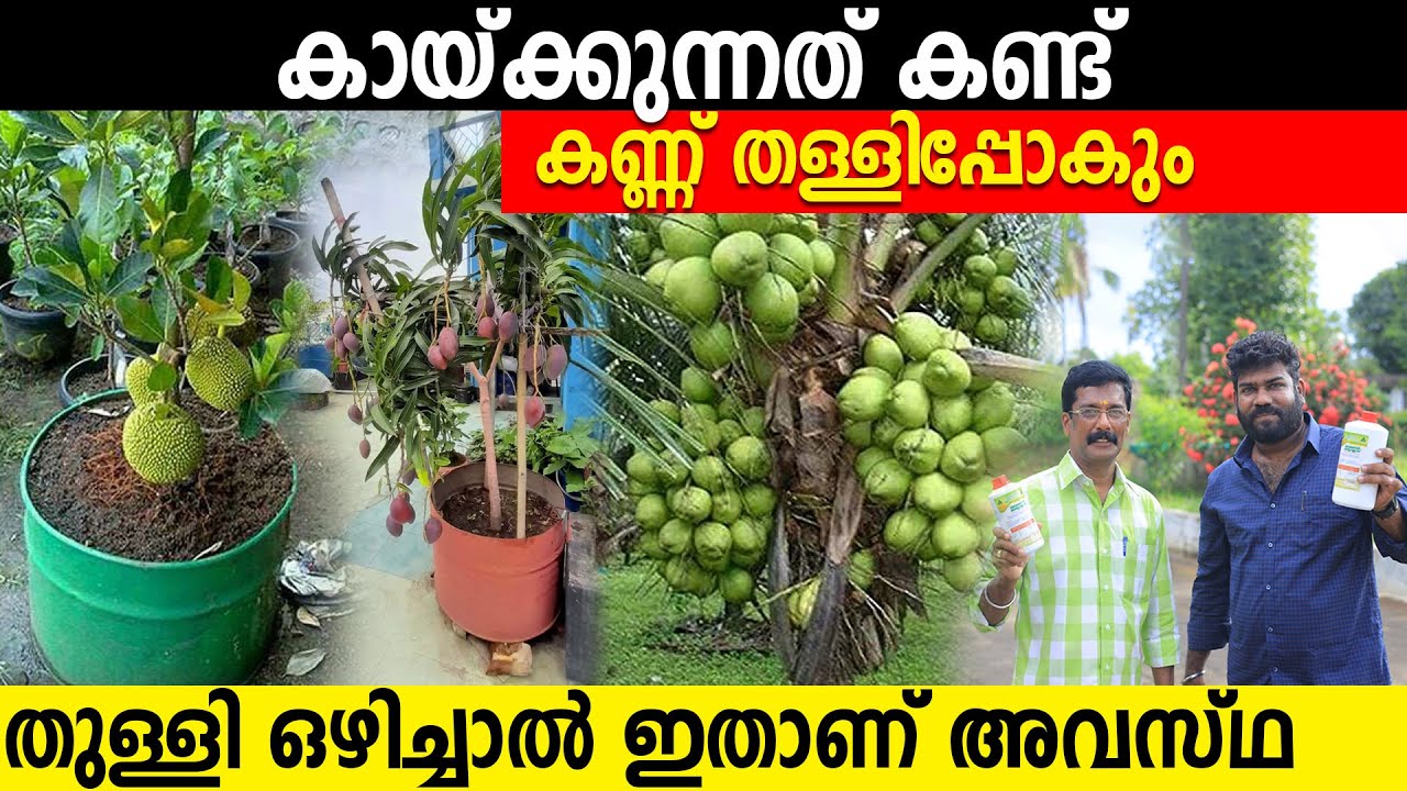 കുറ്റം പറഞ്ഞവരൊക്കെ വാങ്ങി|കായ്ക്കുന്നത് കണ്ട് കണ്ണ് തള്ളിപ്പോകും തുള്ളി ഒഴിച്ചാൽ ഇതാണ് അവസ്ഥ|manure