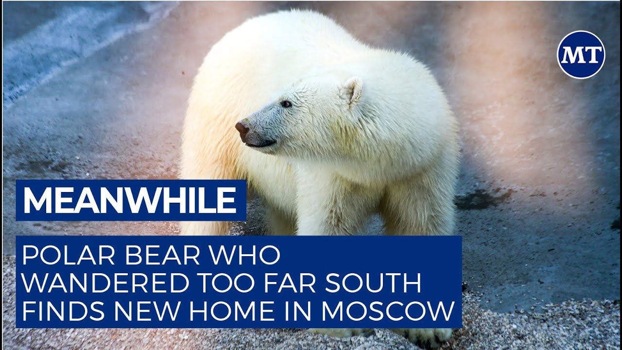 Polar Bear Who Wandered Too Far South Finds New Home in Moscow | The Moscow Times