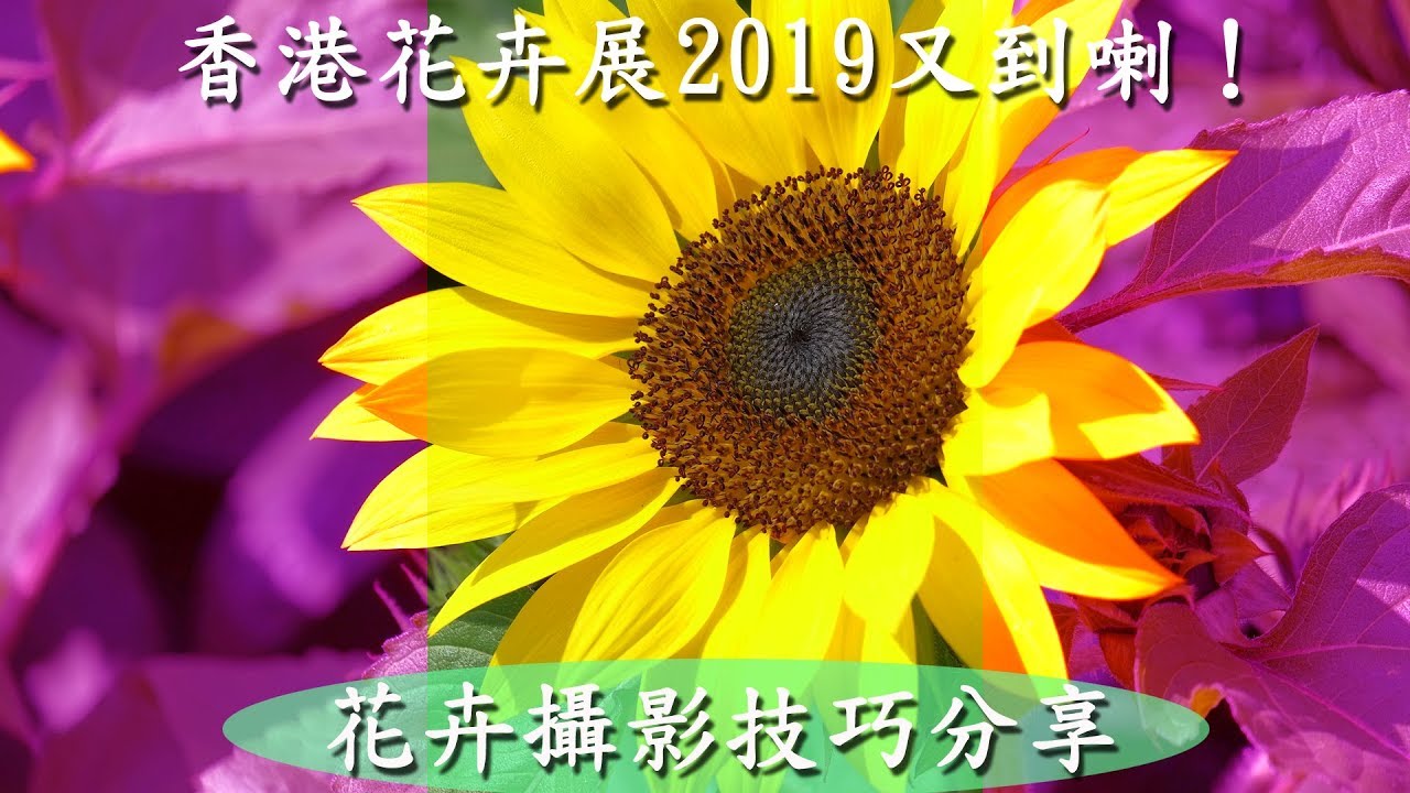 攝影教學 ~《 花卉攝影技巧分享 》Part I 香港花卉展2019