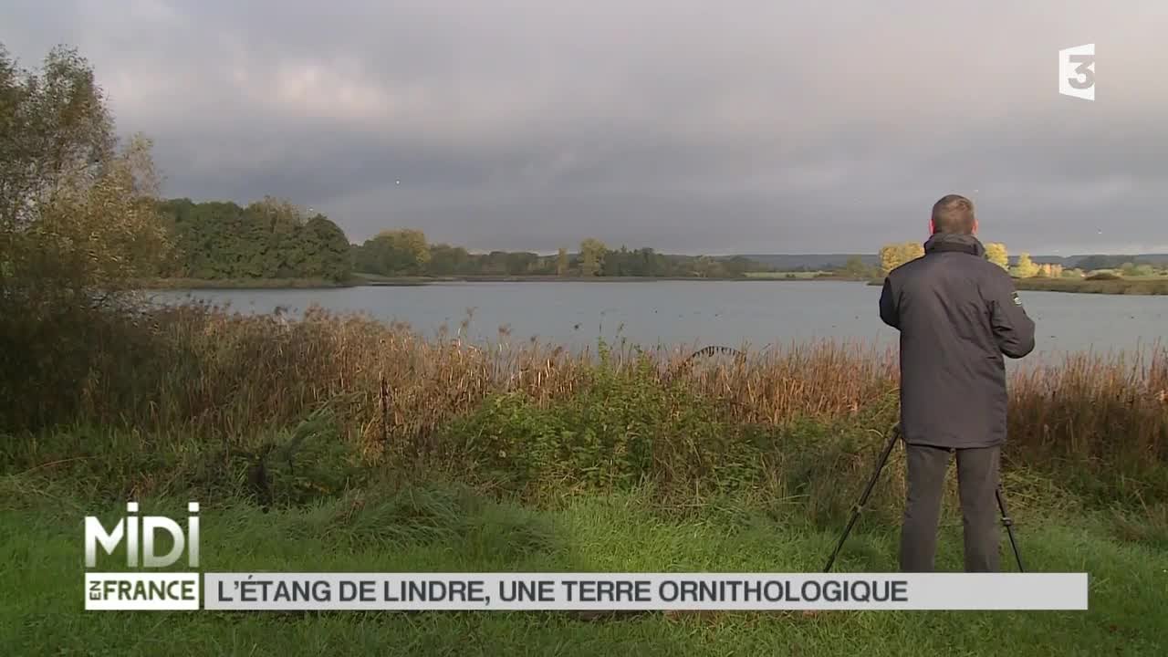 ANIMAUX : L'étang de Lindre, une terre ornithologique