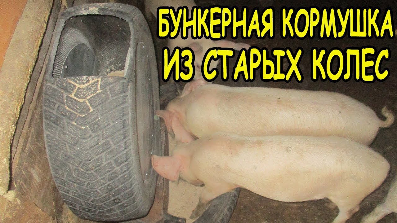БУНКЕРНАЯ КОРМУШКА ИЗ СТАРЫХ КОЛЕС,ПОКРЫШЕК,ШИН ДЛЯ СВИНЕЙ,ПОРОСЯТ .hopper feeder pigs.料斗饲养仔猪和猪从旧轮胎。