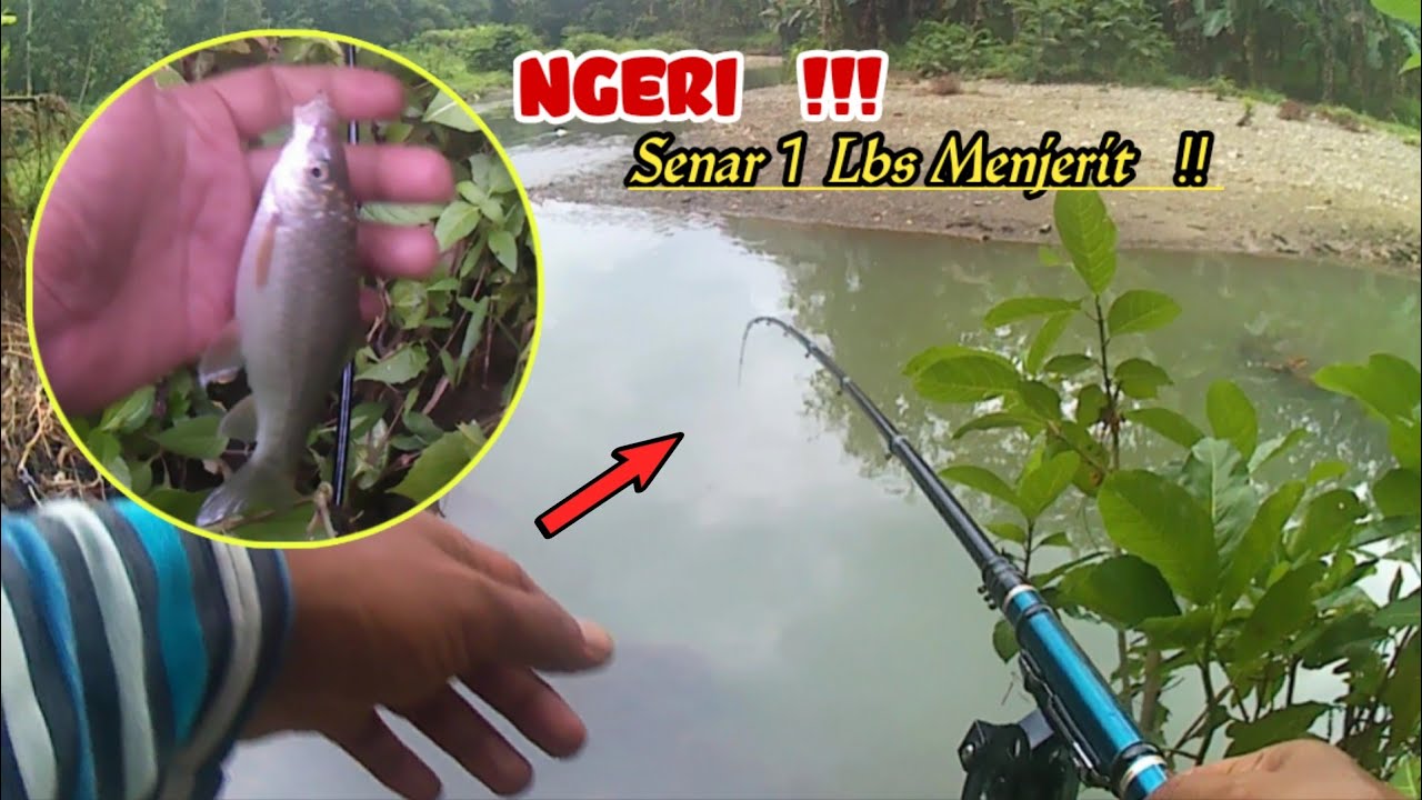 Luar Biasa Tarikan ikan Nilem di spot ini  !!  Senar 0.06 + kail 0.03 Maguro menjerit 