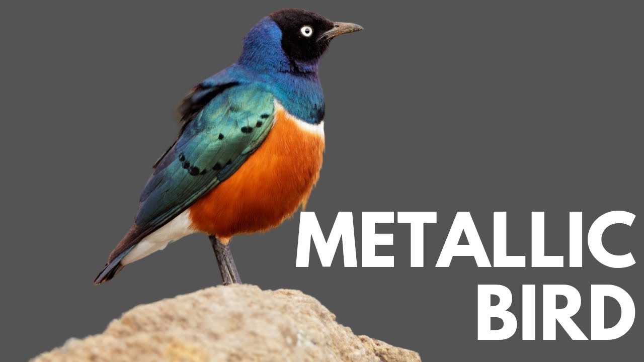World's Most Beautiful Starlings