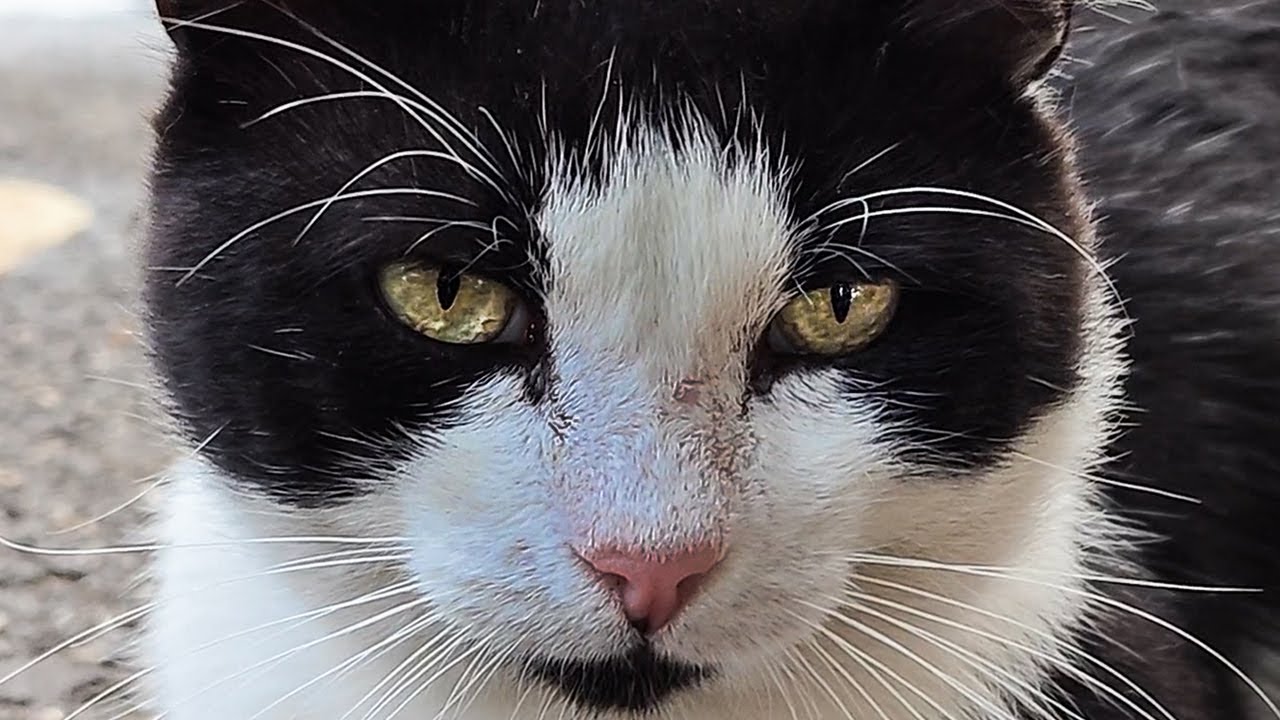 Calm Stray Cats | Peaceful Resting & Gentle Street Moments 🐱