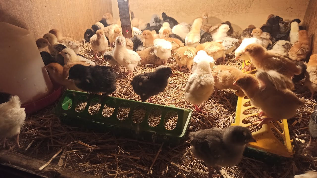 Kupiłem 80 małych niosek! Skąd je mam i ile zapłaciłem?