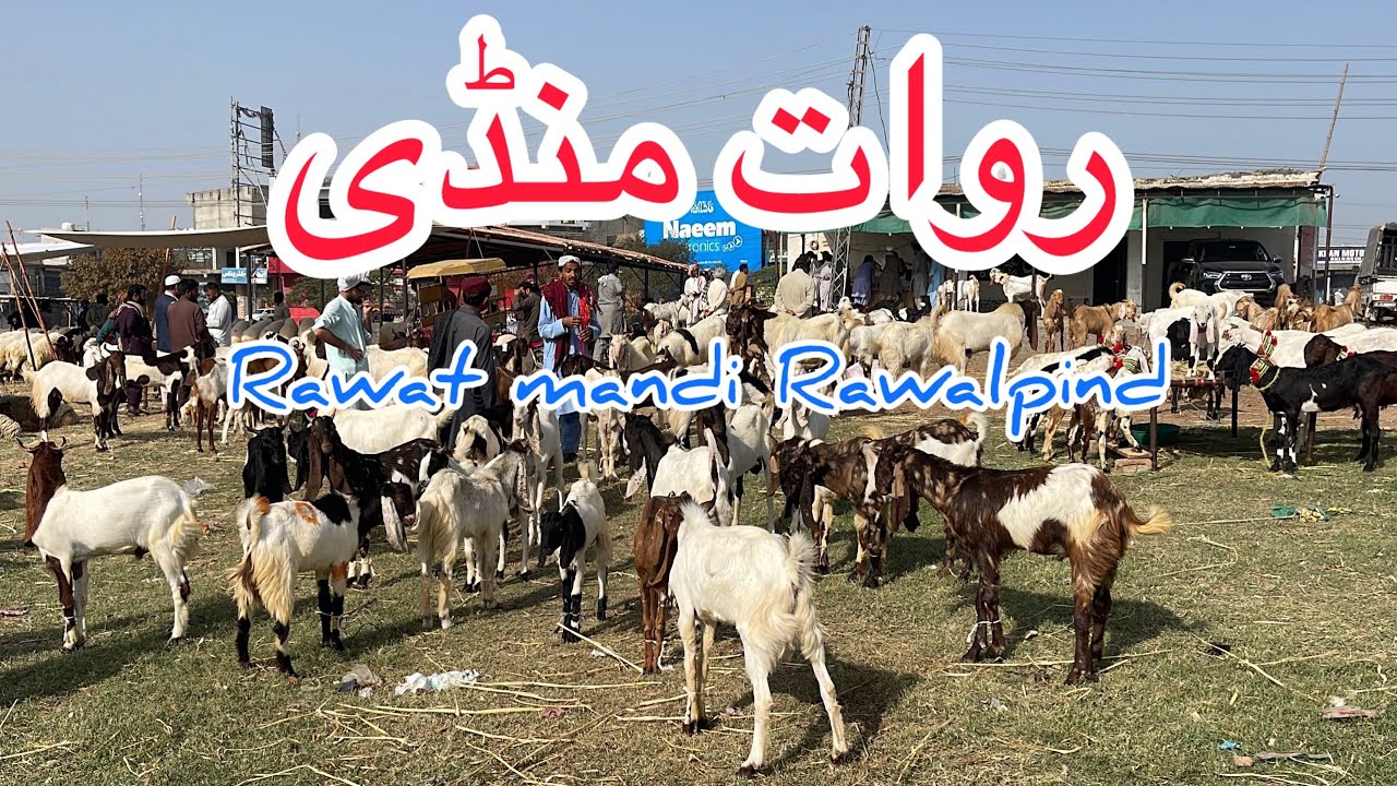 Rawat mandi Rawalpindi 2025 latest update ll mandra mandi ll jamil tv ll