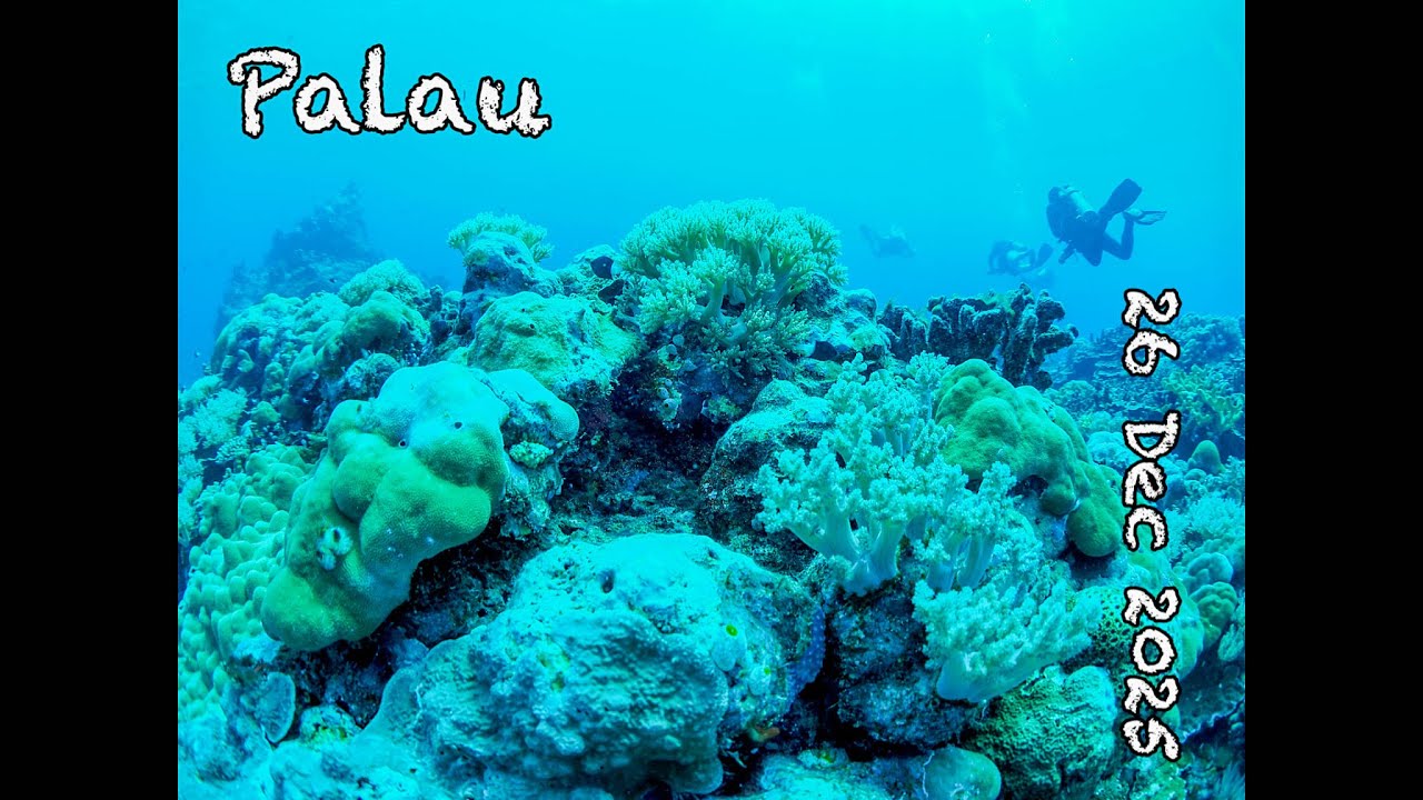 Diving Palau Day 3 (26 Dec 2025)