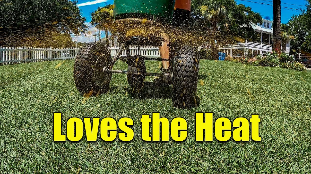 Hot Drought Burned Lawn