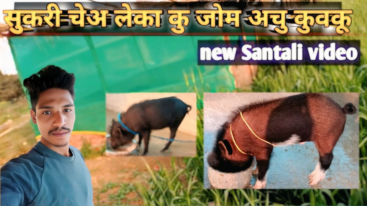 सुकरी चेअ लिका कु जोम अचु कुवकू @new Santali video