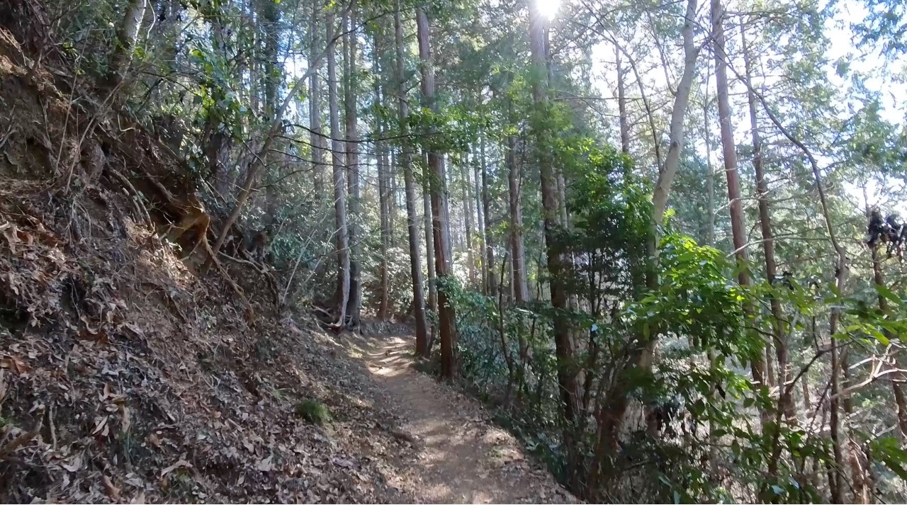 Silent Morning Hike in Japan 4K | Peaceful Walk on Mount Takao Forest Trail