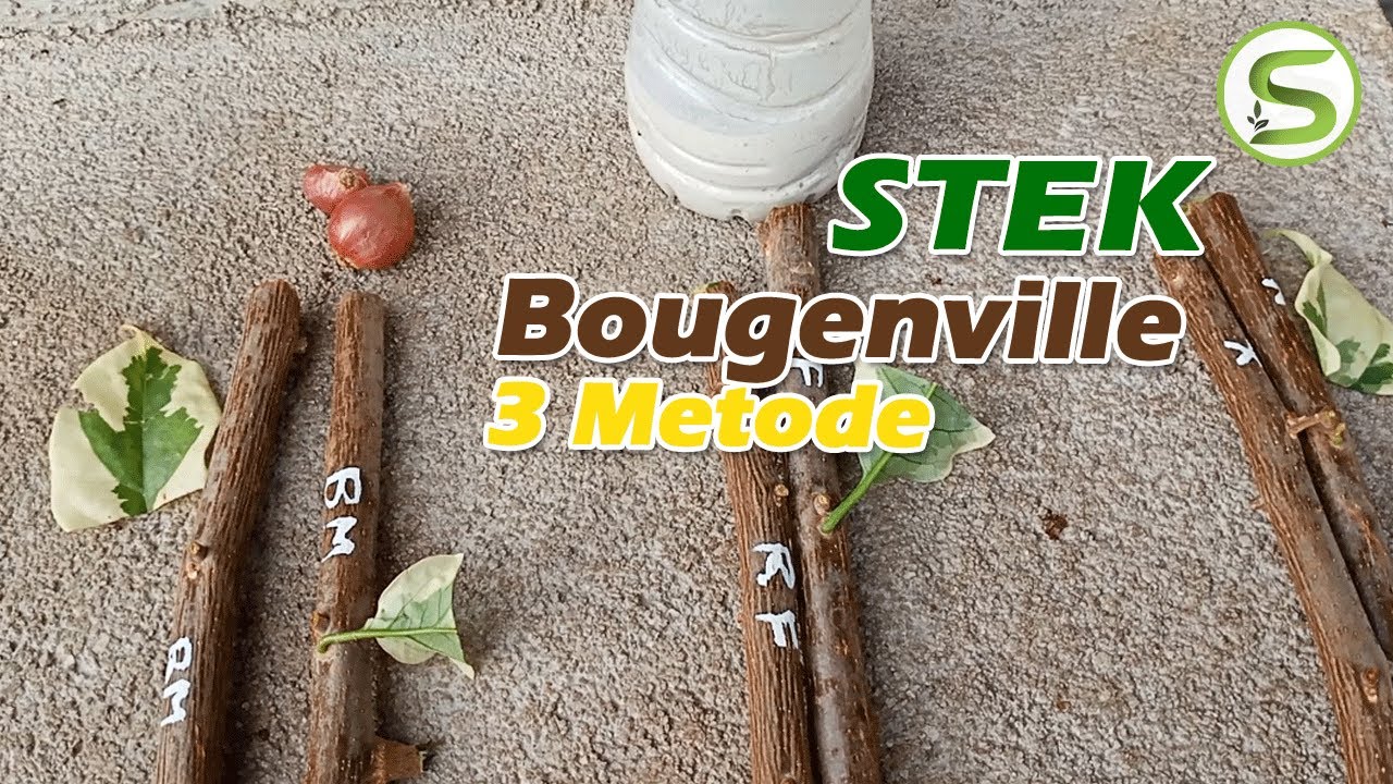 Stek Bougenville dengan 3 Metode