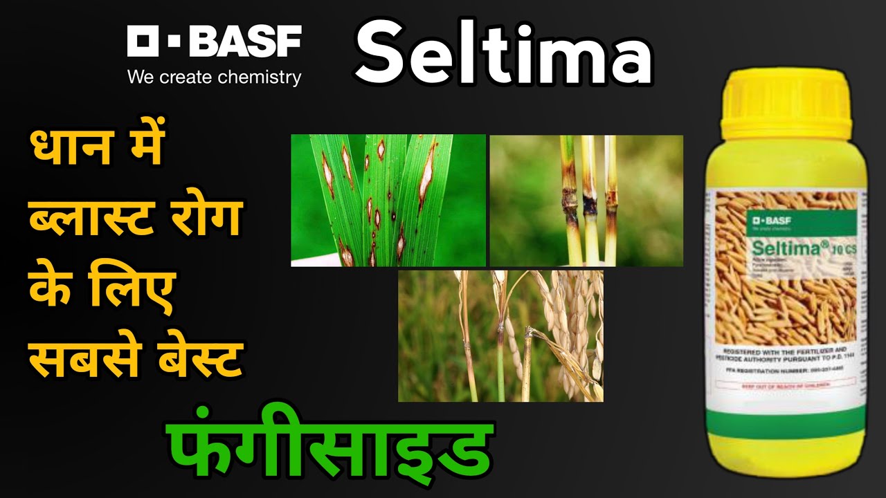 Basf Seltima Fungicide | Blast Diseases in Paddy | धान में ब्लास्ट रोग के लिए सबसे पॉवरफुल फंगीसाइड