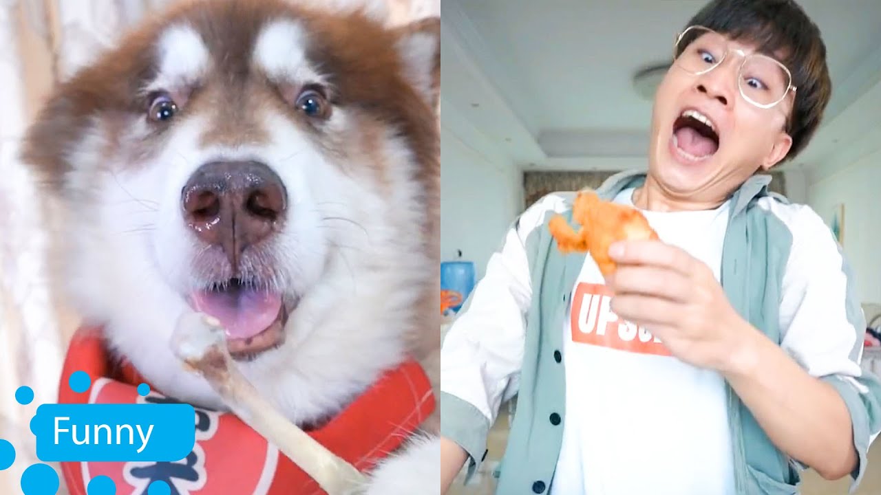 Da Zhuang is a hidden chef - Dog Funny Moments 2021 V7 - Dogs funny video