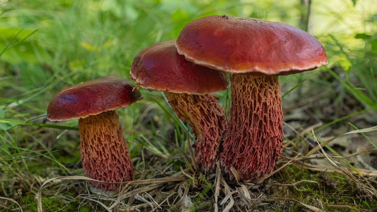 Foraging Frost's Bolete or Candy Apple Bolete