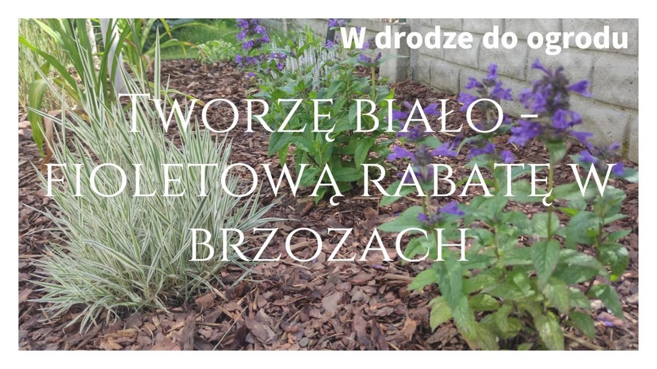 Tworzę biało - fioletową rabatę w brzozach. Rabata na kartonach