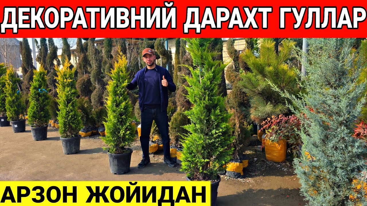 ЕНГ АРЗОН ЖОЙИДАН ДЕКОРАТИВНИЙ ДАРАХТ ГУЛЛАР НАРХЛАРИ