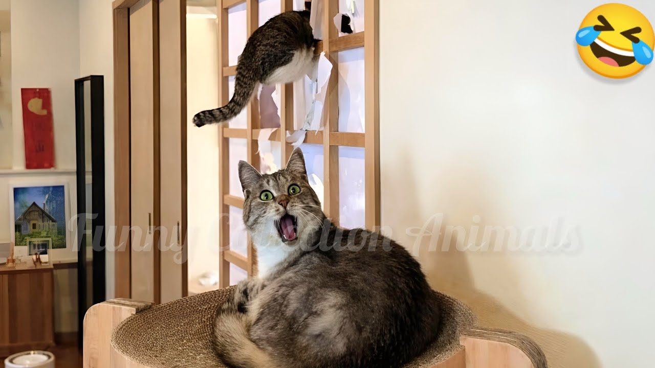 Collection of the Funniest and Cutest CATS😺😂 Best Funny CAT Videos🐈
