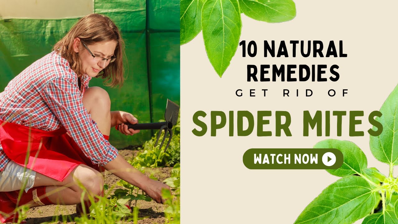 Spider Mite Infestation? Try These 10 Natural Remedies!