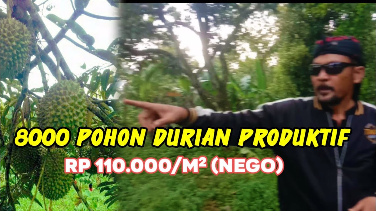 DIJUAL KEBUN DURIAN PRODUKTIF (8000 POHON), RP 110 RB/M²,13 Ha (SHM), BOGOR TIMUR (CLOSE)