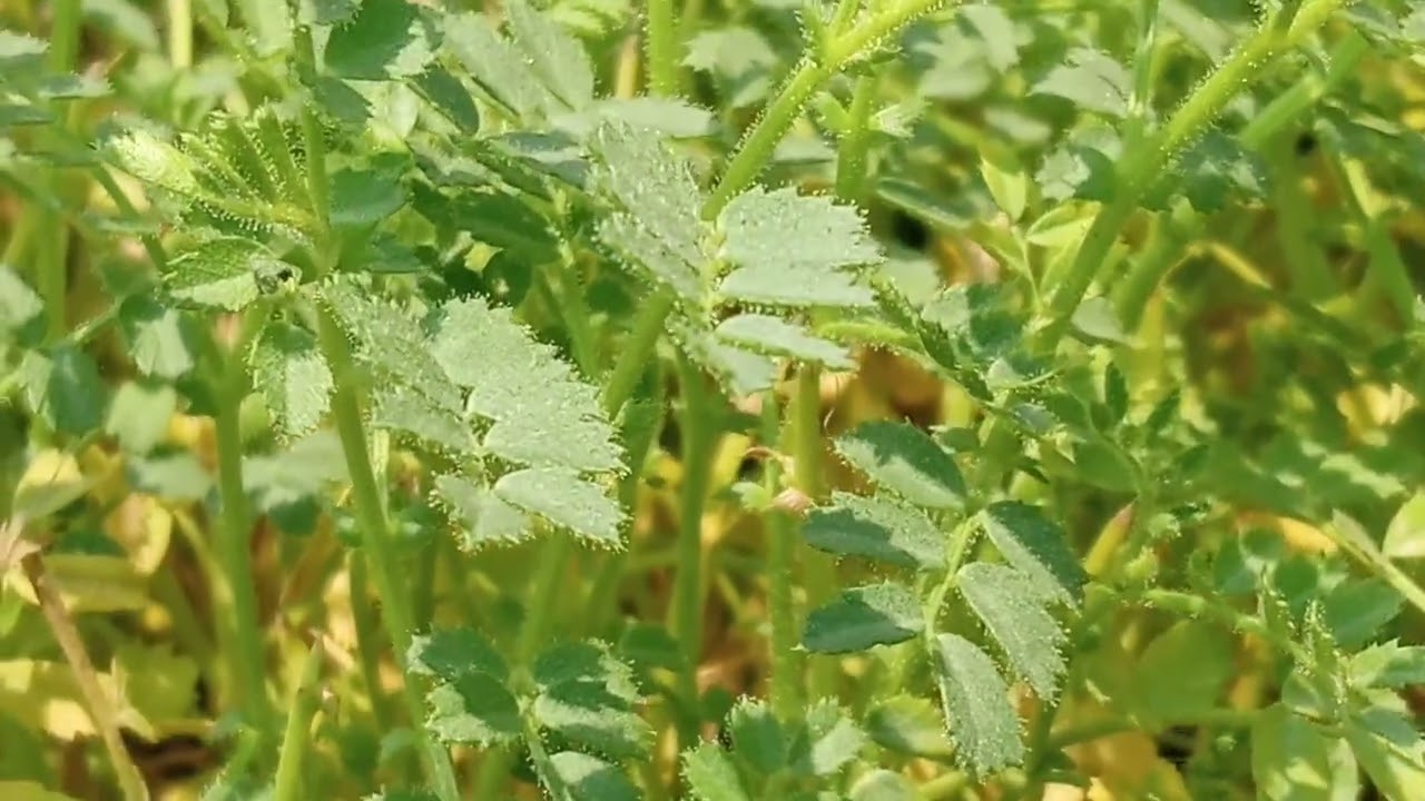 चने की खेती  ( gram cultivation )
