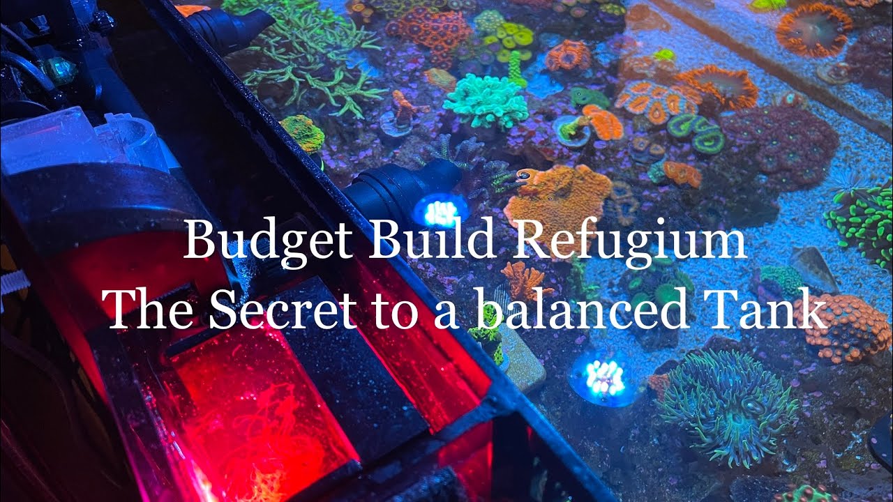 How to set up a Refugium. The Budget Build Nano Reef Tank Refugium. The Secret to a Balanced Tank!