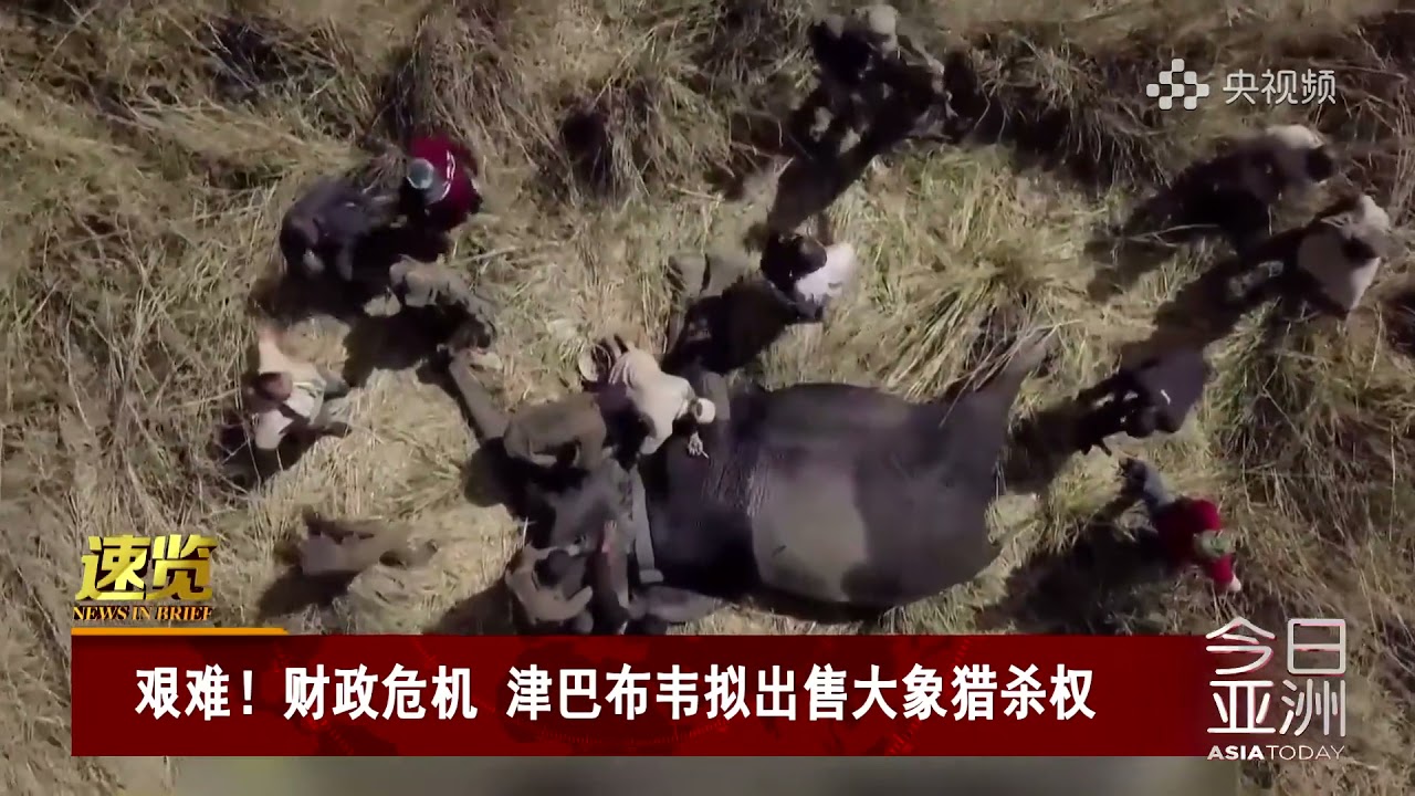 Financial crisis Zimbabwe intends to sell elephant hunting rights