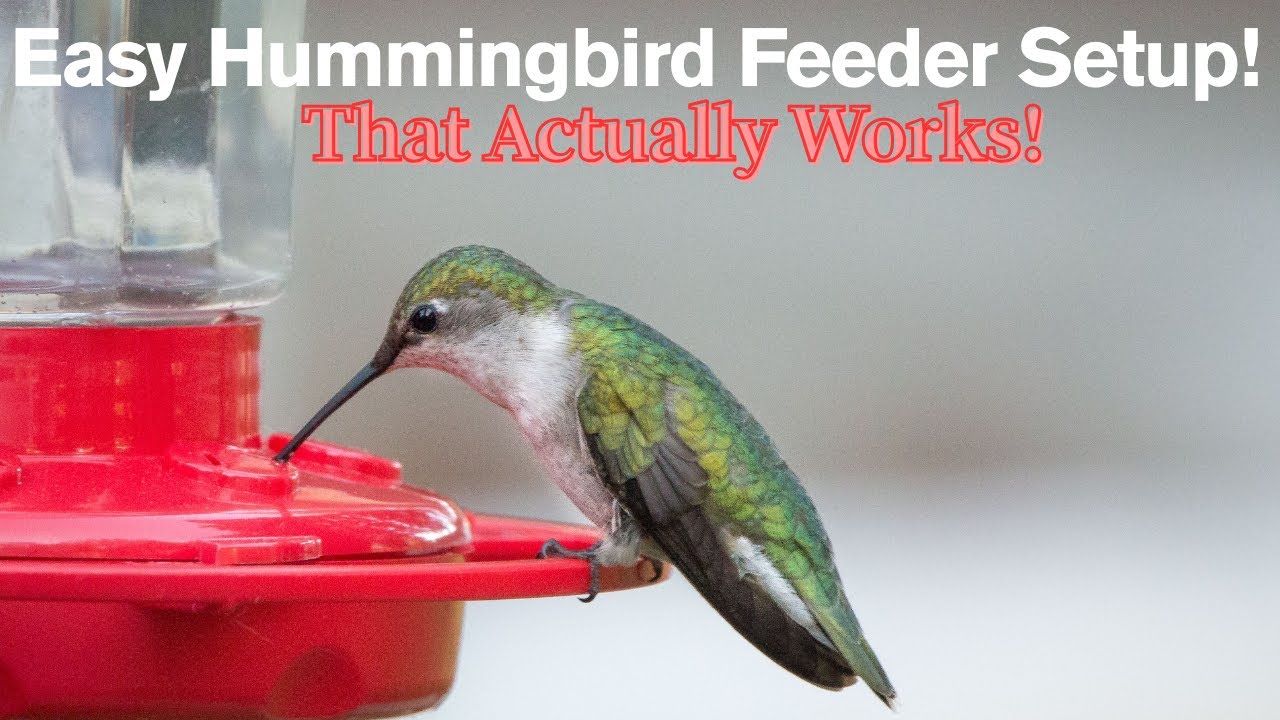 &ldquo;Setting Up a Hummingbird Feeder? Watch This First!&rdquo;