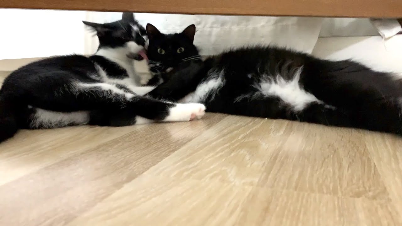 Uni and Nami are Relaxing Peacefully at Home.