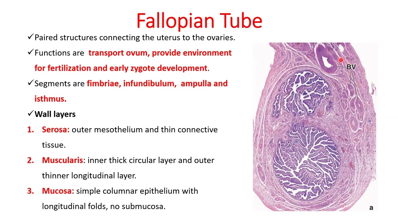 HISTOLOGY OF THE FEMALE REPRODUCTIVE SYSTEM