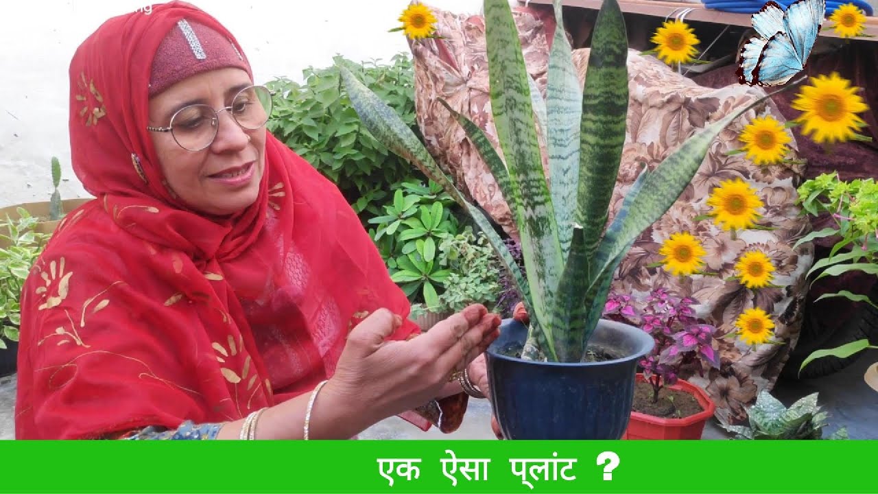 Easy to grow plant snake plant care tips || 24 घंटे ऑक्सीजन देने वाला प्लांट 