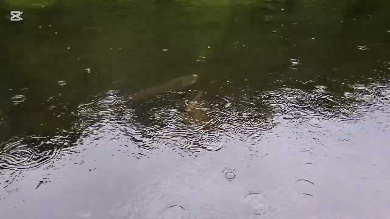 Głowacica zjada mi pstrąga 