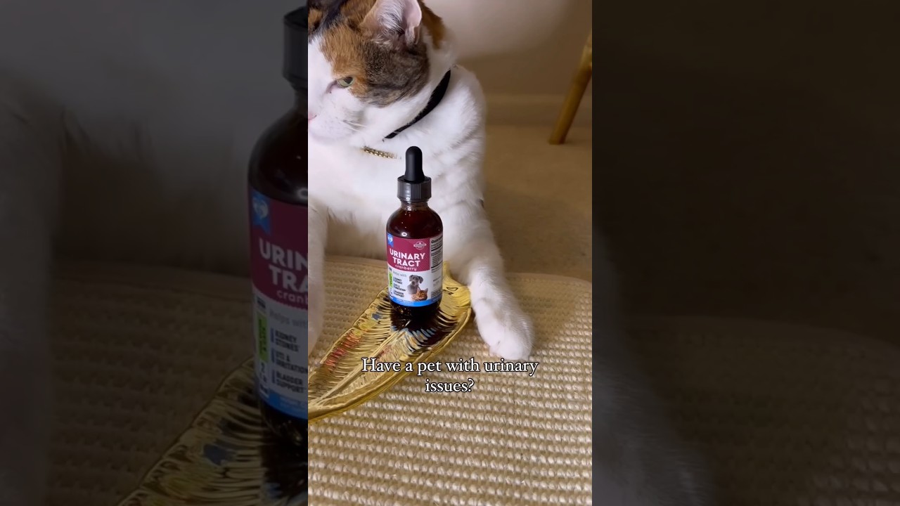 Cat & Dog Urinary Tract Infection Treatment #treatment #treatments #pets #dogmom