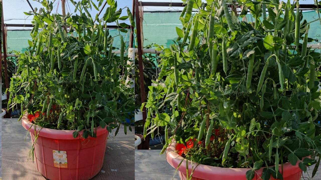 गमले में ढेर सारी मटर उगाने सीक्रेट HOW TO GROW PEAS IN CONTAINER/seed to harvest