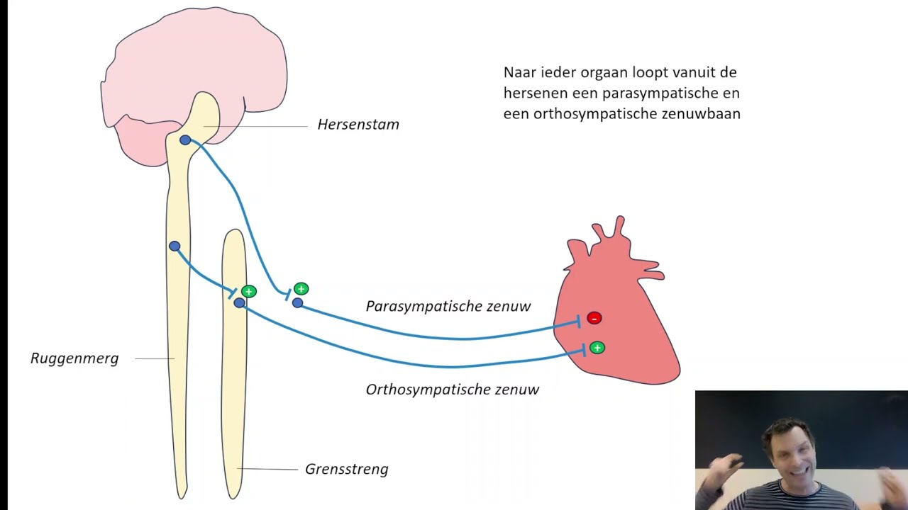 Uitleg zenuwen 》Autonome & animaal versus centraal & perifeer