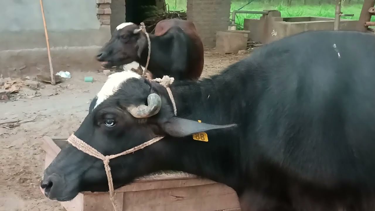 Village Animals Life Vlog #20: Cute Moments, Funny Fails & Pure Rural Bliss! 🌾🐐