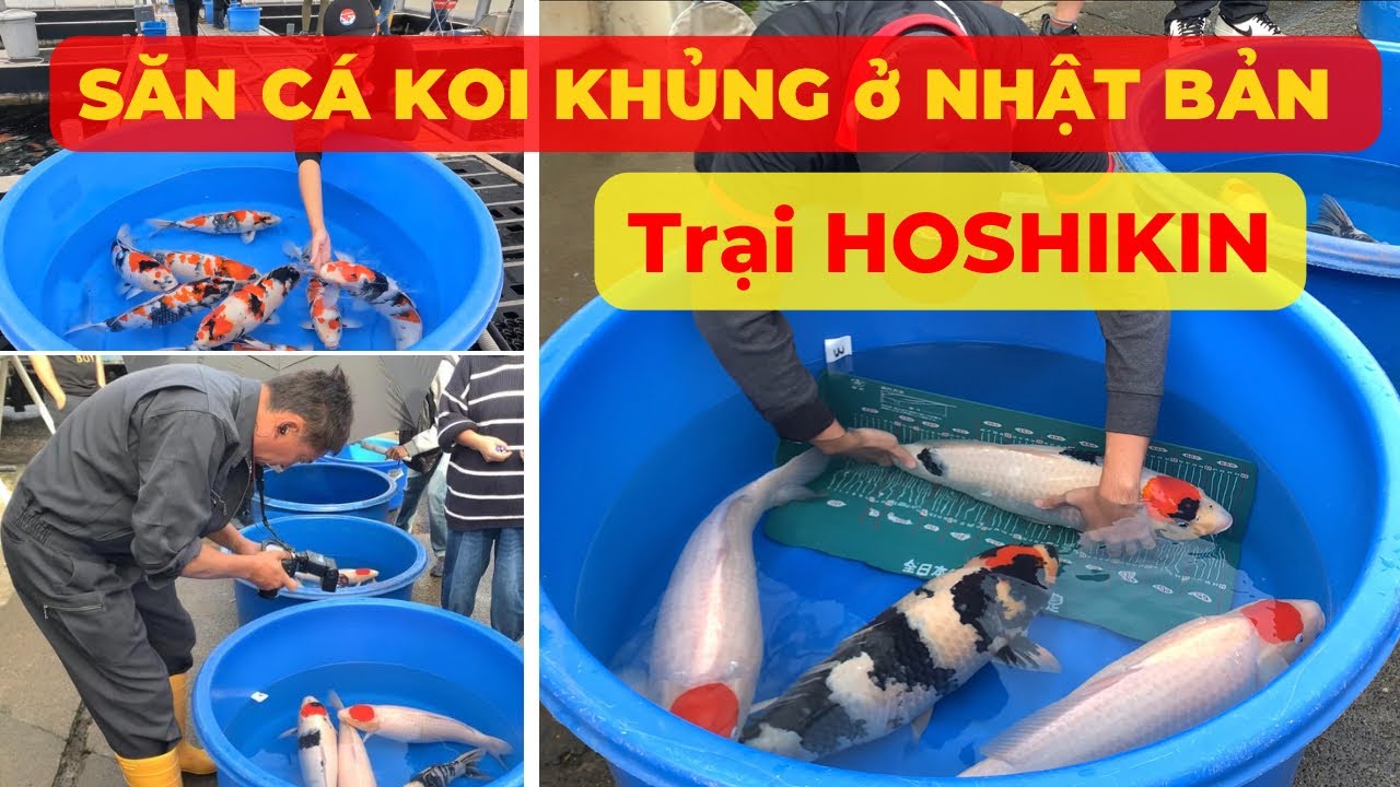 Bốc thăm chọn CÁ KOI KHỦNG tại trại HOSHIKIN | Hành trình mua CÁ KOI ĐẸP ở NHẬT BẢN