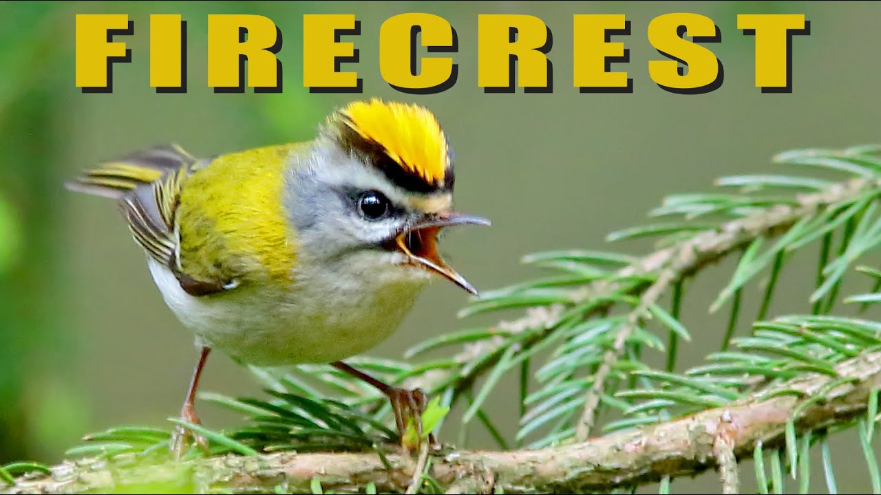 Bird sounds - Common FIRECREST birds singing in the spring forest