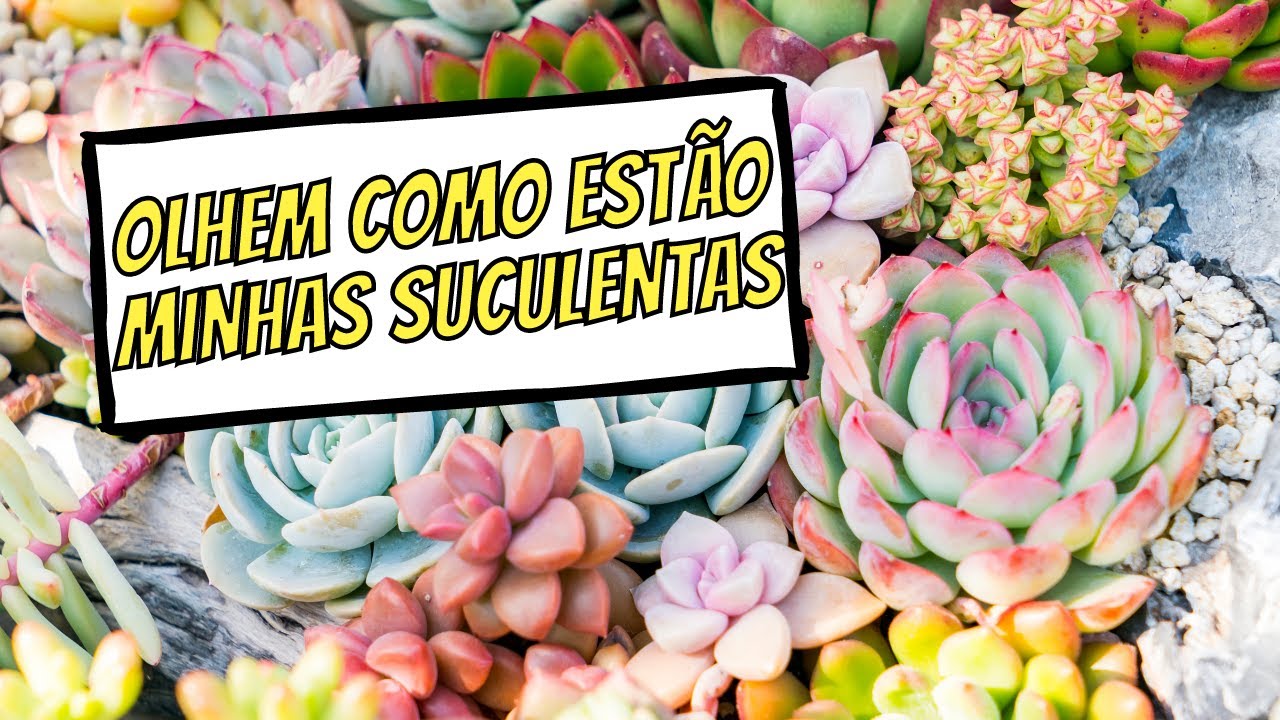#shorts Suculentas - Como Cuidar de Suculentas e Cactos em Vaso de Pl&aacute;stico